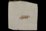 Miocene Pea Crab (Pinnixa) Fossil - California #177002-1